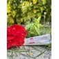 Cytolrose® CC 40 ML Cytolrose® CC 40 ML